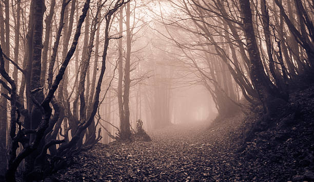 upiorny krajobraz - forest transylvania rain fog zdjęcia i obrazy z banku zdjęć