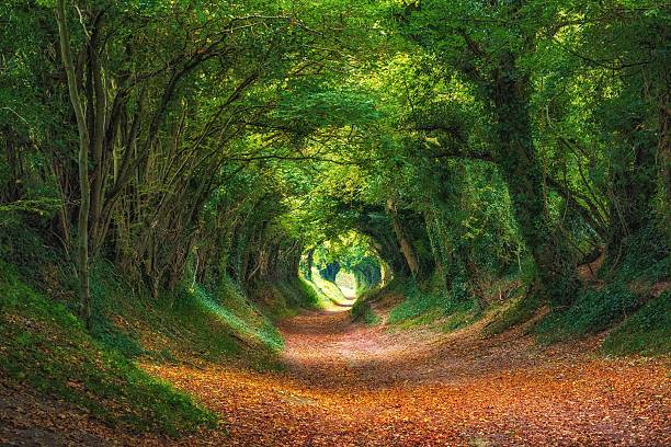 istock Halnaker Tree Tunnel, West Sussex 493162620
