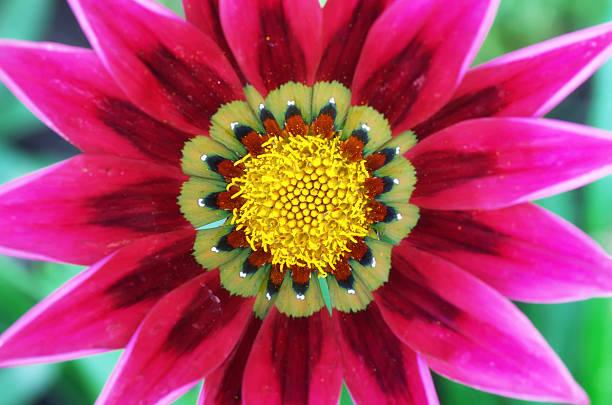 istock Macro of flower 493163048