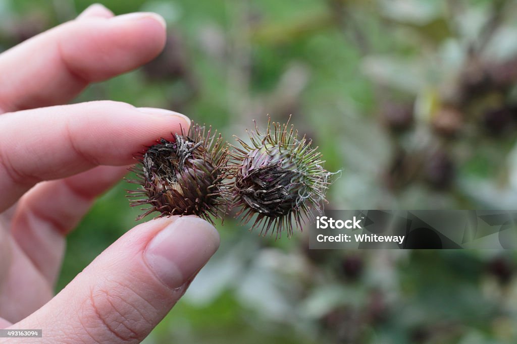 Lesser burdock burrs hooked together lead to Velcro Outdoor Polish model holding together two burdock seeds. The two seed balls (burrs) are covered with hooks whose clinging characteristic led to the invention of Velcro by George de Mestral. The Latin name for burdock, Arctium, derives from the Greek arctos, a bear, a reference to the furry texture of the burrs. Other common names include common burdock, wild rhubarb, clothbur, beggar's buttons and gypsy's rhubarb. This photograph is taken with a long-focus lens that throws the background completely out of focus, giving an effect known as 'bokeh'. Nylon Fastening Tape Stock Photo