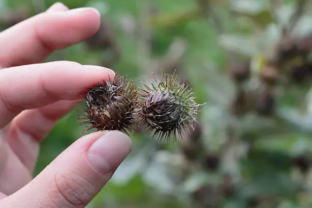 Outdoor Polish model holding together two burdock seeds. The two seed balls (burrs) are covered with hooks whose clinging characteristic led to the invention of Velcro by George de Mestral. The Latin name for burdock, Arctium, derives from the Greek arctos, a bear, a reference to the furry texture of the burrs. Other common names include common burdock, wild rhubarb, clothbur, beggar's buttons and gypsy's rhubarb. This photograph is taken with a long-focus lens that throws the background completely out of focus, giving an effect known as 'bokeh'.