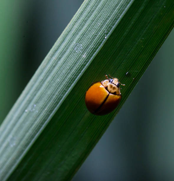 istock Ladybug running along on blade of green grass 493163350
