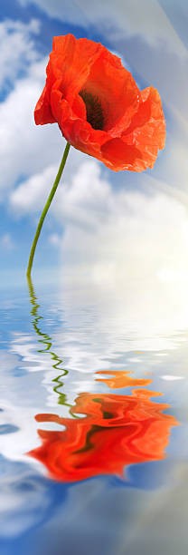 Beautiful lotus flower symbol of Zen and yoga against the backdrop of a calm sea in lilac pink tones