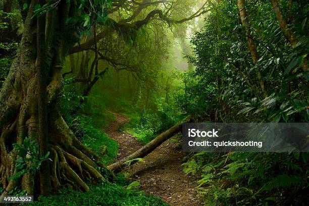 Al Norte De Tailandia Jungla Stockfoto und mehr Bilder von Regenwald - Regenwald, Selva - Südtirol, Natur