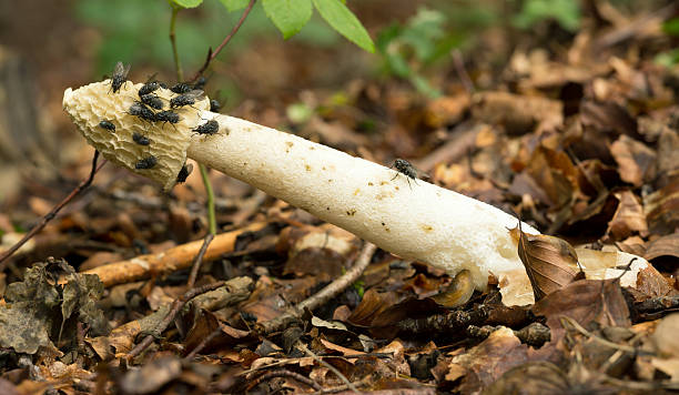 Common stinkhorn, Phallus impudicus with flies Digital photo of a common stinkhorn, Phallus impudicus with flies. This mushroom can often be found in deciduos forests and attracts flies. It belongs to the Phallaceae family.  animal penis stock pictures, royalty-free photos & images