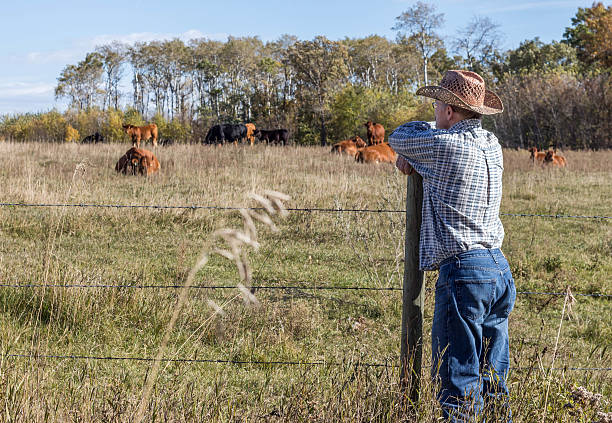 istock farmer leaning on fence post watching the cows grazing 493171357