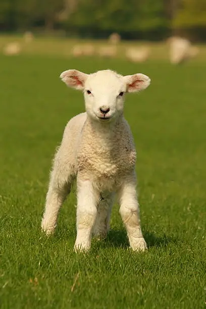 Photo of curious little lamb on green grass