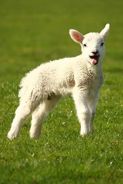 Photo of bleating little lamb