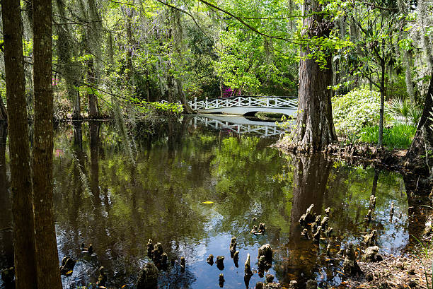 istock Swamp garden with bridge 493174811
