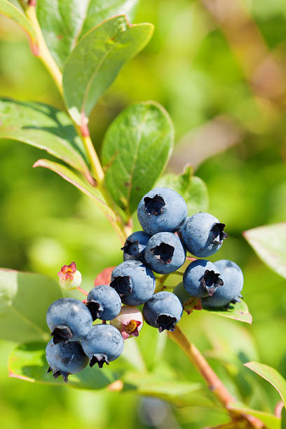 istock Blueberry Cluster on the Vine of the bush Vertical 493174845