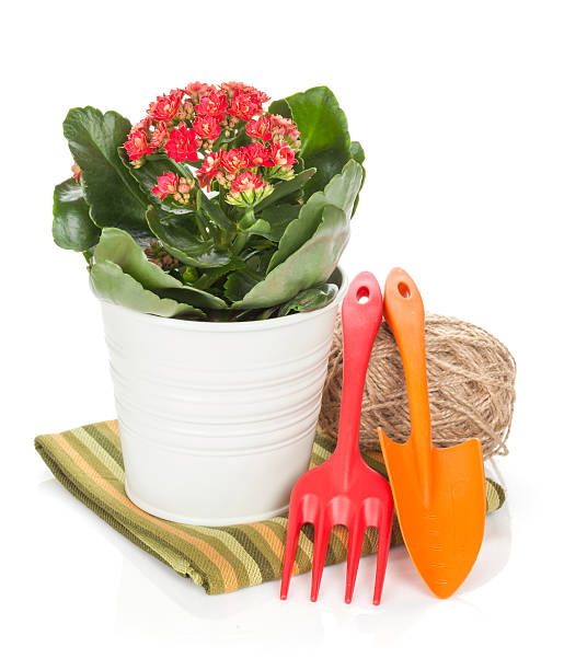 istock Potted flower and garden tools 493177617