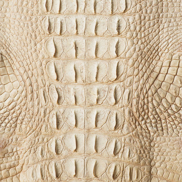 istock Golden crocodile skin texture 493179454