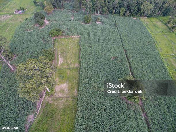 Aerial Image Thai Sugarcane Stock Photo - Download Image Now - Jasmine, 2015, Agra