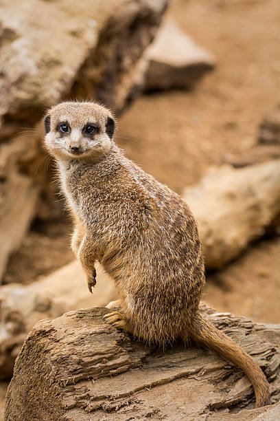 Meerkat Standing Up Looking At Camera Stock Photos, Pictures & Royalty-Free  Images - iStock