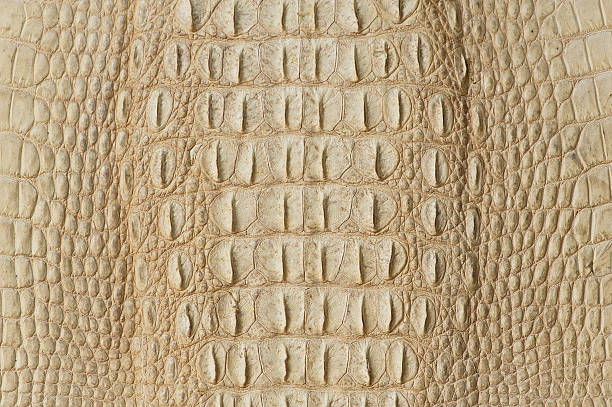istock Golden crocodile skin texture 493179992