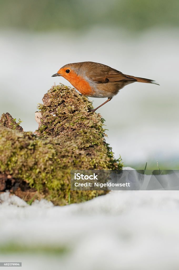 Robin (Erithacus rubecula) on log European Robin ( Erithacus rubecula) perched on a log in snow 2015 Stock Photo