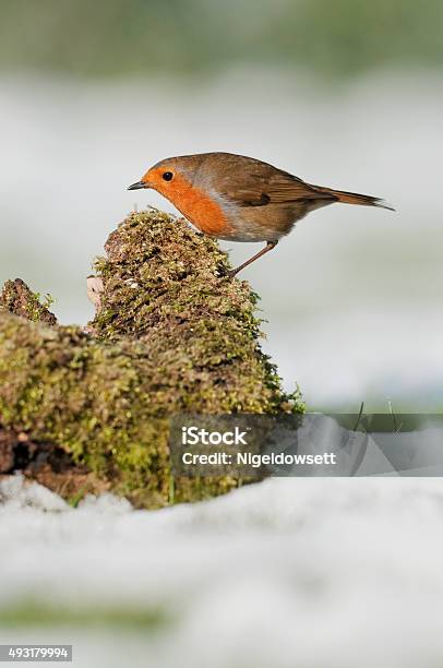 Robin On Log Stock Photo - Download Image Now - 2015, Animal Wildlife, Animals In The Wild