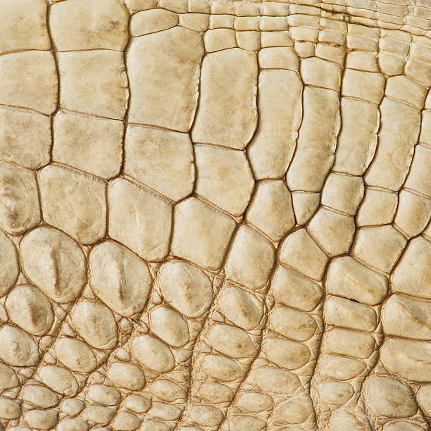 istock Golden crocodile skin texture 493180340