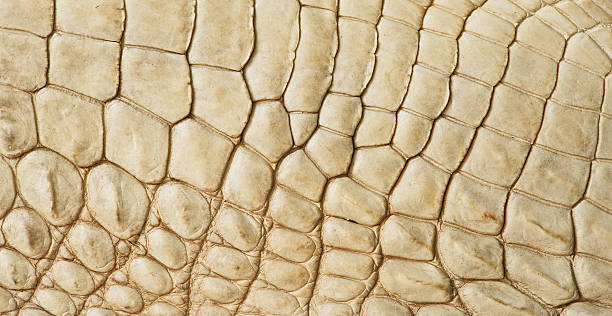 istock Golden crocodile skin texture 493180460