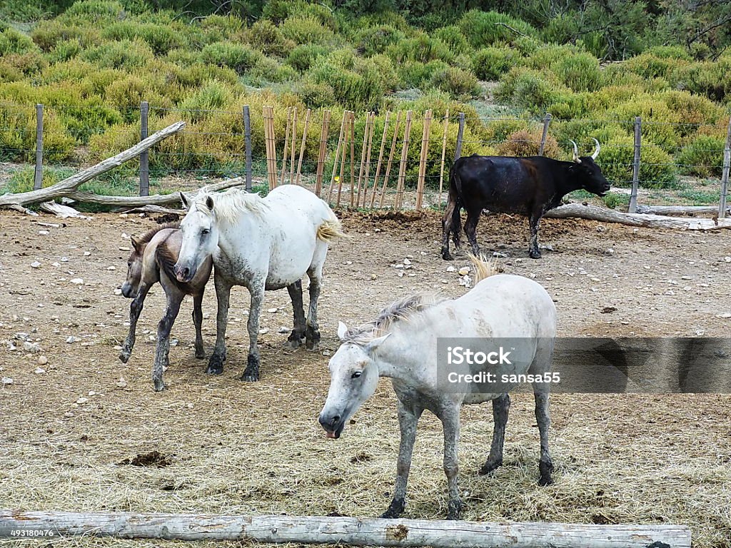 Bulls and horses in Camargue, France 2015 Stock Photo