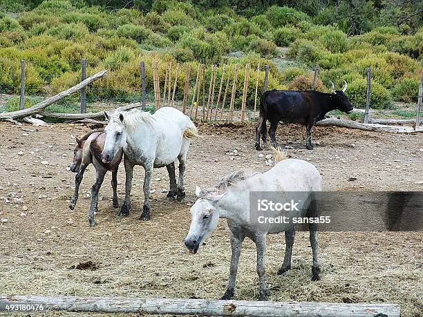 Bulls And Horses In Camargue France Stock Photo - Download Image Now - 2015, Agricultural Field, Animal