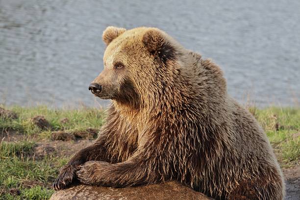 istock Brown bear in the nature 493182156