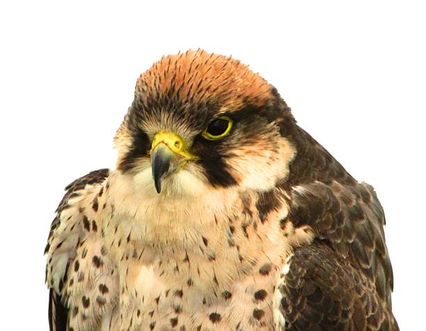 istock adult kestrel bird 493183098