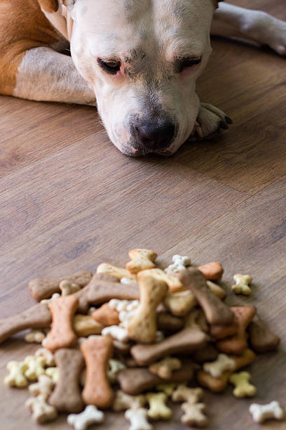 istock Dog with treats 493183310