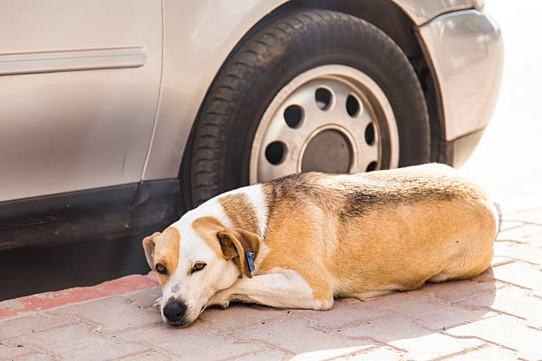istock homeless dog lying near car 493183396