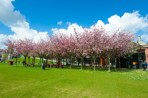 Amsterdam, the Netherlands - April 30, 2015: Sloped Lawn & Japanese Cherry Trees across the Museumplein, people in the park.
