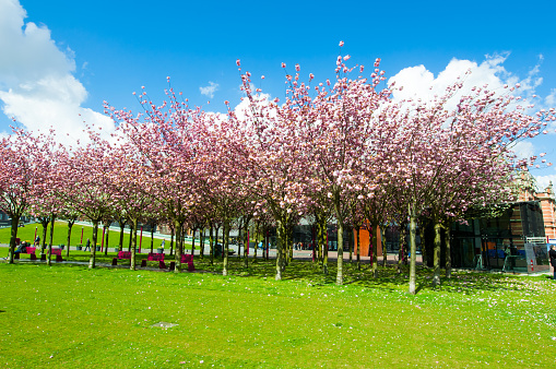 Amsterdam, the Netherlands - April 30, 2015: Sloped Lawn & Japanese Cherry Trees across the Museum Square, people in the park.