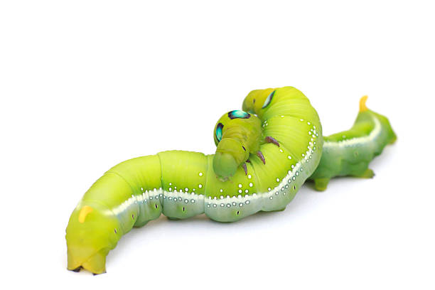 istock Stock Photo: Green Caterpillar on white background. 493183958