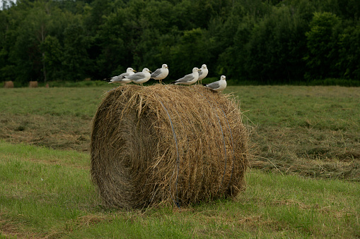 Sea Gulls perch on a âroundâ bale of hay in Ontario ,Canada farm field.