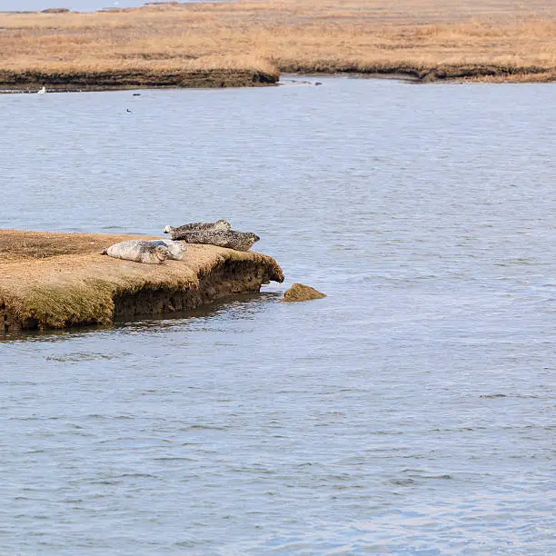 Harbor Seals on the shore in Long Island, near to Jones Beach, New York State, USA.