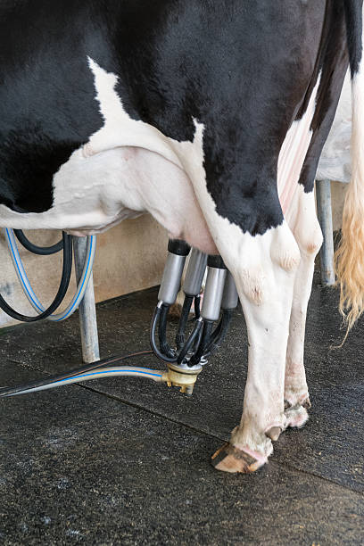 istock Dairy cow. cow in a farm 493185026