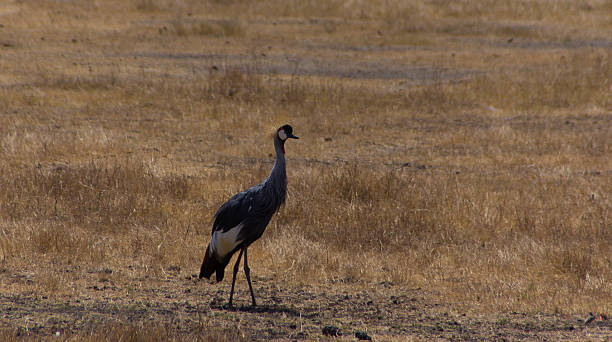 Cigogne - Photo