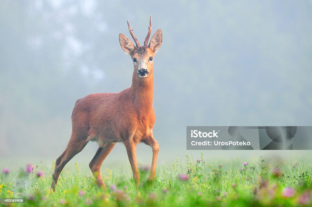 Chevreuil dans le brouillard, tôt le matin - Photo de Chevreuil libre de droits