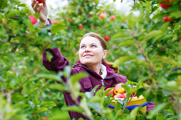 istock Young woman picking red apples in an orchard 493186844