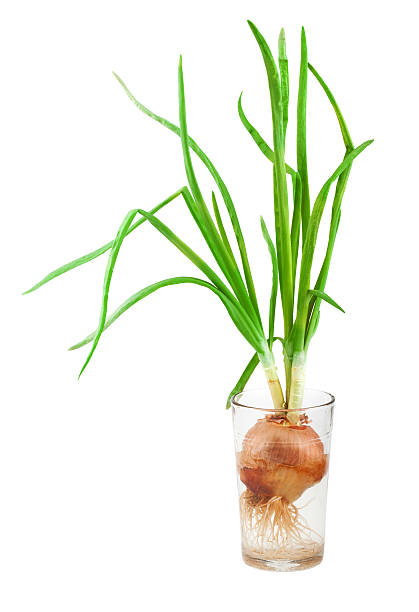 istock Spring onion with green sprout in glass 493187202