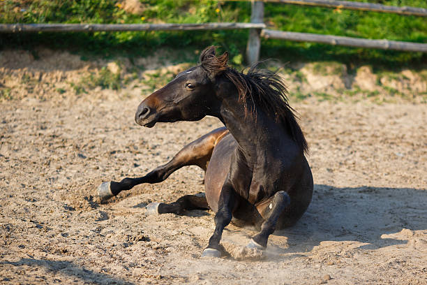 istock Horse lying in the stable 493188230