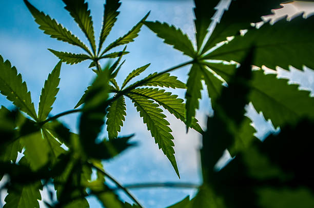 istock the leaves of marijuana 493189270