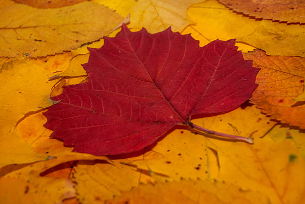istock Autumn leaves as a background 493189316