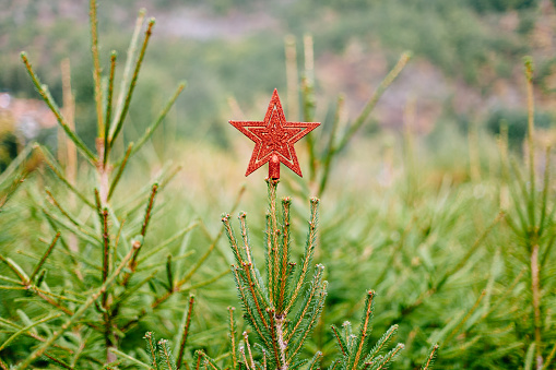Top of the tree with decorative red star-shaped, used to decorate the Christmas tree during the holidays. Star located on the top of a tree in a plantation of Christmas trees. Tree topper