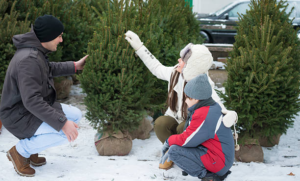 Живые елки - как выбрать и что потом с ними делать Живые елки: как выбрать и что потом с ними делать