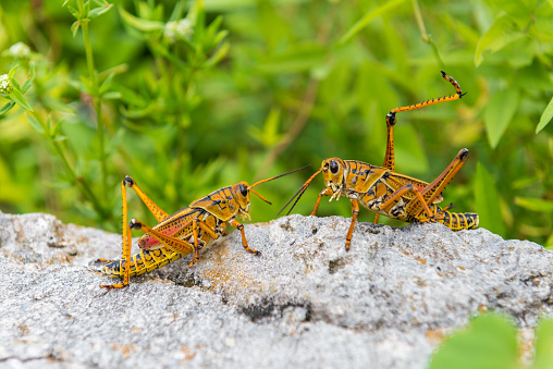 two big orange grasshoppers are fighting in the everglades national park