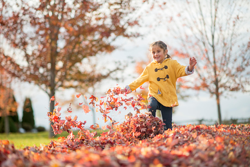 A cute little girl is running thought a pile of dried leaves on a sunny autumn day.