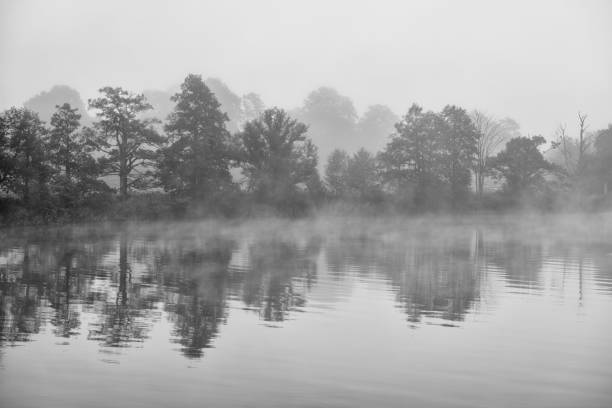 istock Trees in a row by the lake in fog 493193392