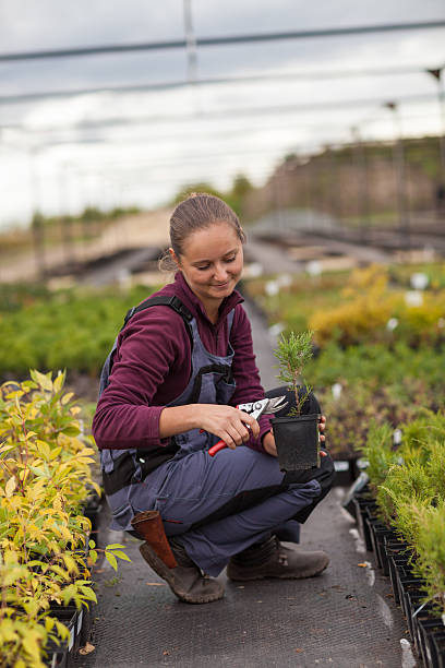 mulher gardener transplants e rearranges plantas em vasos, - gardening women vegetable formal garden - fotografias e filmes do acervo