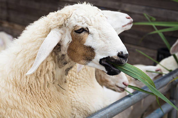 istock Sheep living in the paddock 493194560