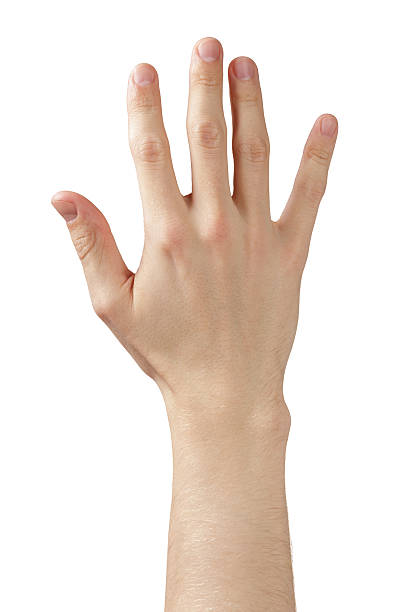 istock adult man hand showing five fingers 493200181